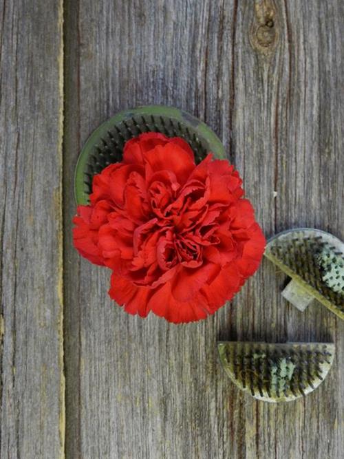 RED CARNATIONS